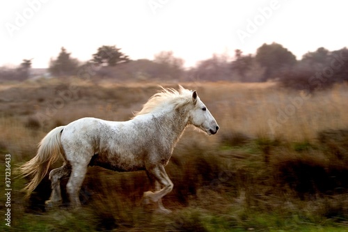 Camargue Horse, Adult Trotting in Swamp, Saintes Marie de la Mer in Camargue, in the South of France