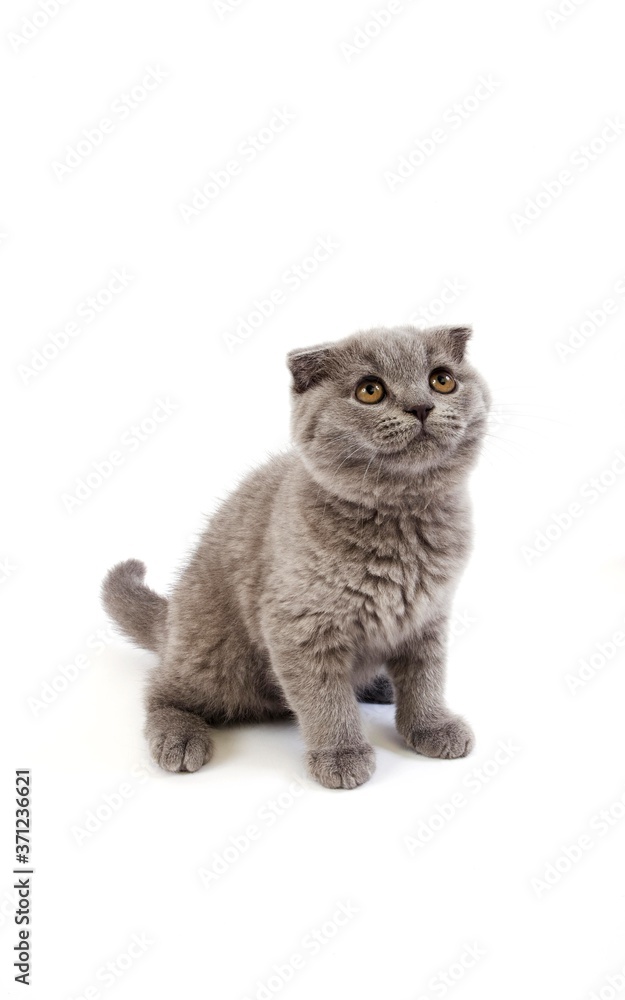 Blue Scottish Fold Domestic Cat, 2 Months Old Kitten against White Background Blue Scottish Fold Domestic Cat, 2 Months Old Kitten against White Background