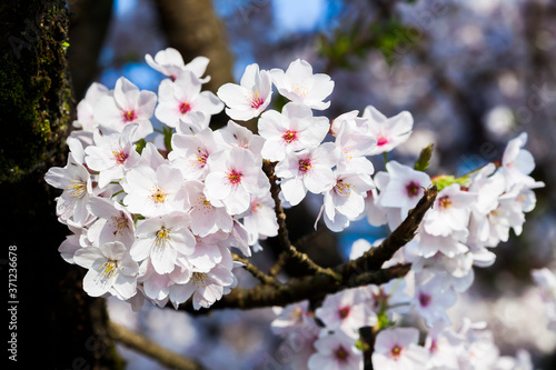 Cherry flowers bloom in Chiayi's Alishan, Taiwan, Alishan Forest Recreation Area in Chiayi, Taiwan. photo