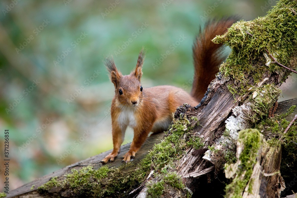 Red Squirrel, sciurus vulgaris, Adult standing on Stump, Normandy