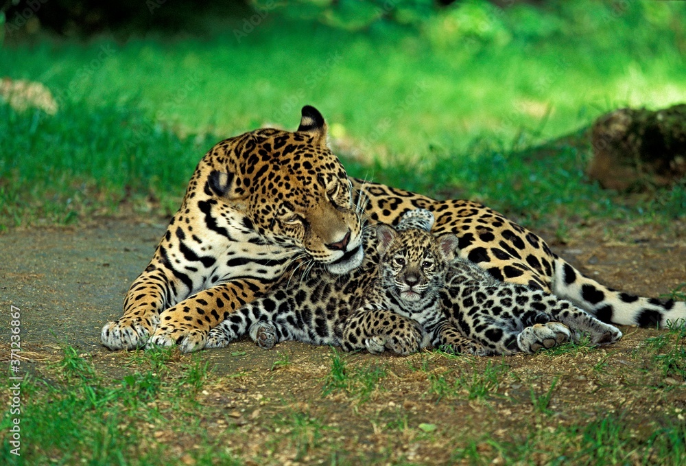 Obraz premium Jaguar, panthera onca, Mother with Cub laying