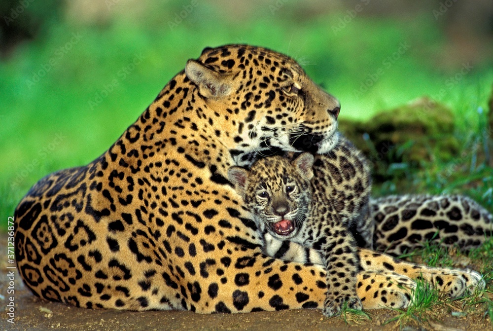 Jaguar, panthera onca, Mother with Cub laying Jaguar, panthera onca, Mother with Cub laying