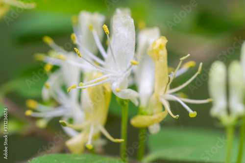 a white flower