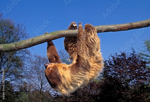 Two Toed Sloth, choloepus didactylus, Adult Hanging from Branch, Moving photo