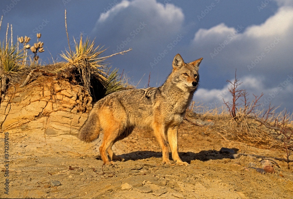 Fototapeta premium Coyote, canis latrans, Montana
