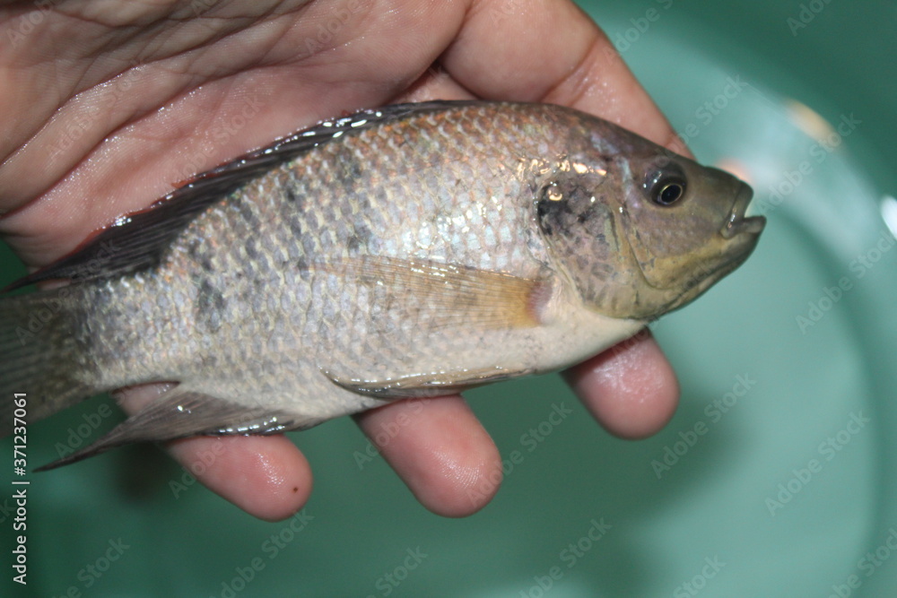 tilapia fish close up view tilapia fish in hand tilapia fish farming in india by fish farmers