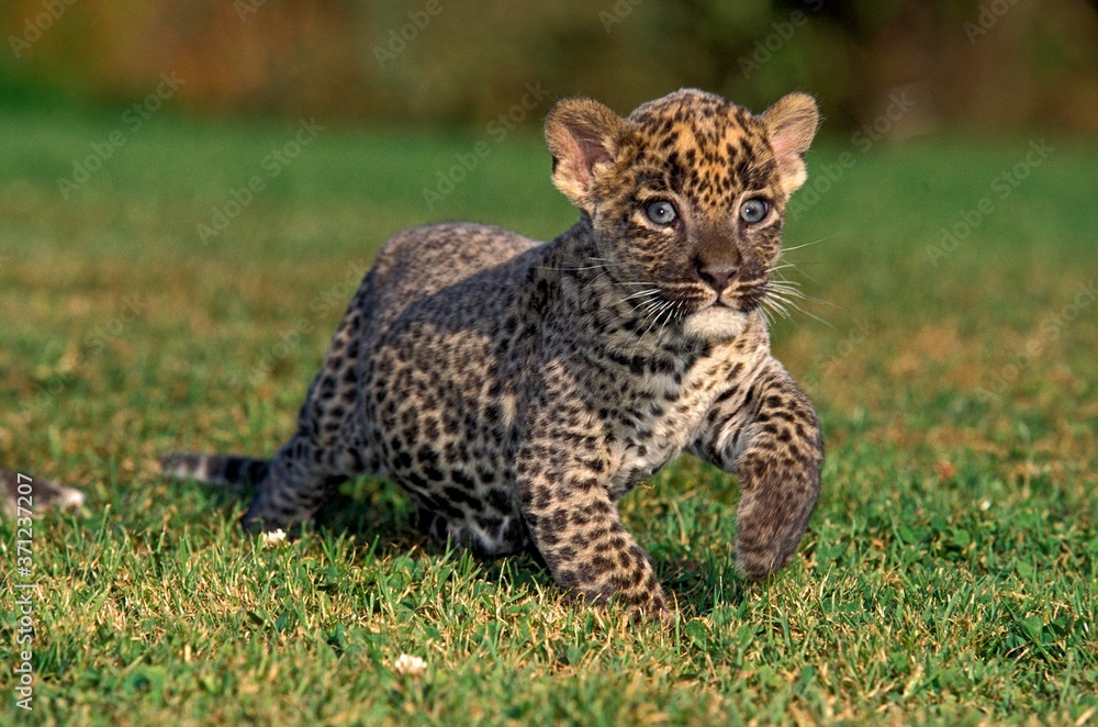 Fototapeta premium Leopard, panthera pardus, cub standing on Grass