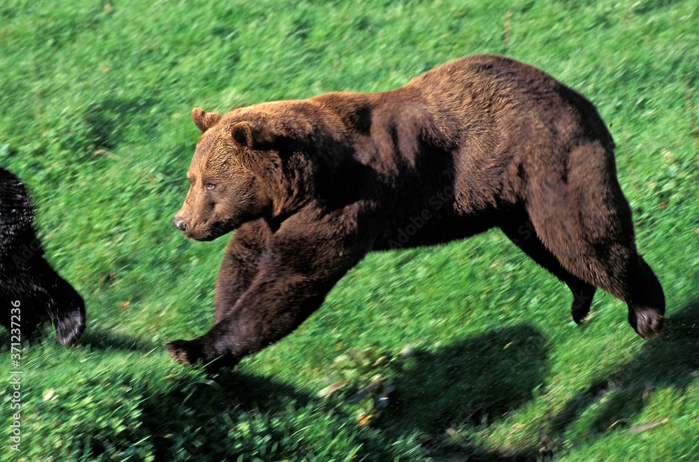 Brown Bear, ursus arctos, Adult leaping Brown Bear, ursus arctos, Adult leaping