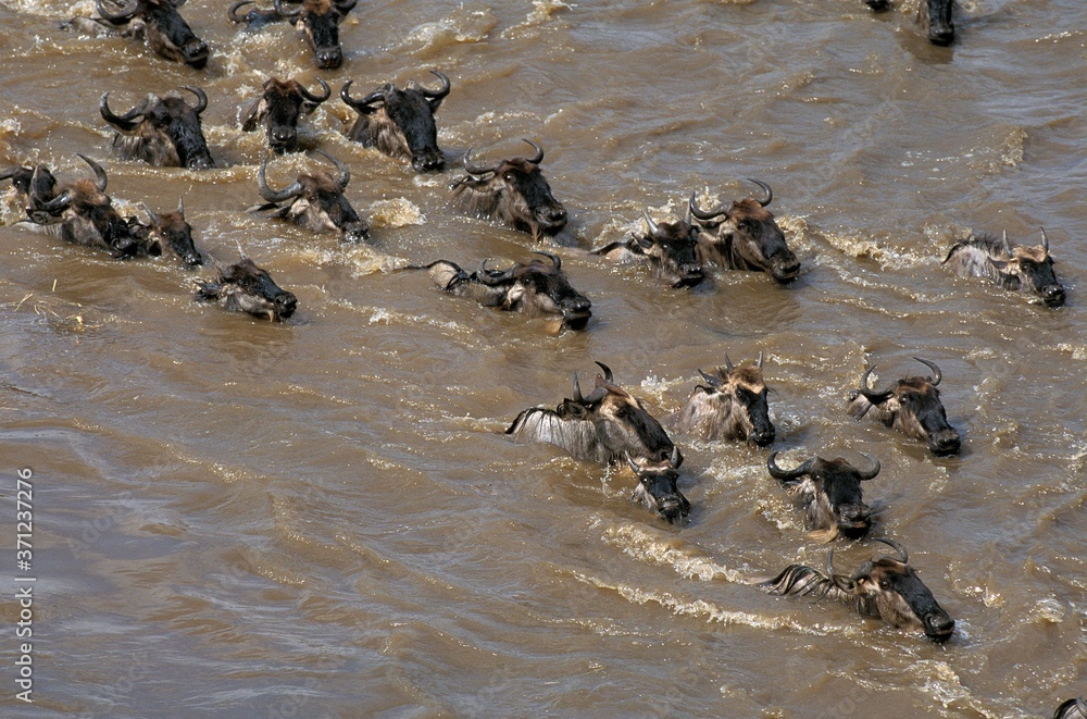 Obraz premium Blue wildebeest, connochaetes taurinus, Herd crossing Mara River during Miration, Masai Mara Park in Kenya