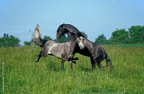 Lusitano Horse, Stallions fighting