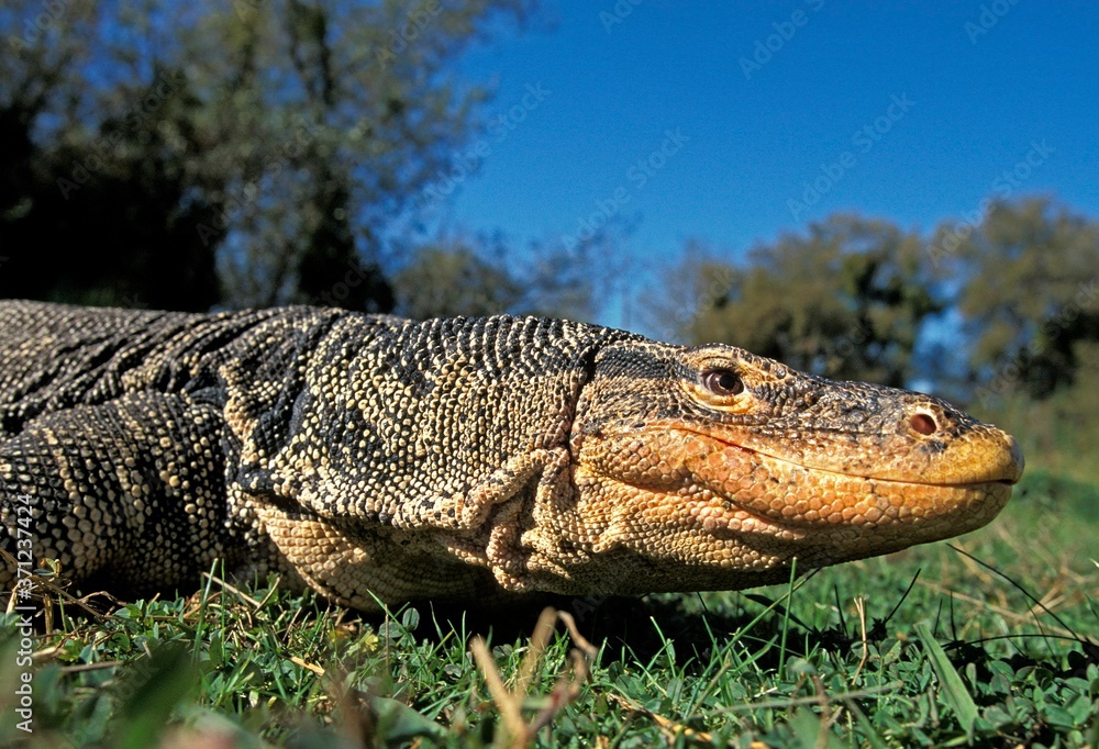 Water Monitor Lizard, varanus salvator, Close-up of Head Water Monitor Lizard, varanus salvator, Close-up of Head