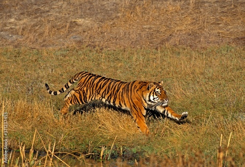 Bengal Tiger, panthera tigris tigris, Adult running