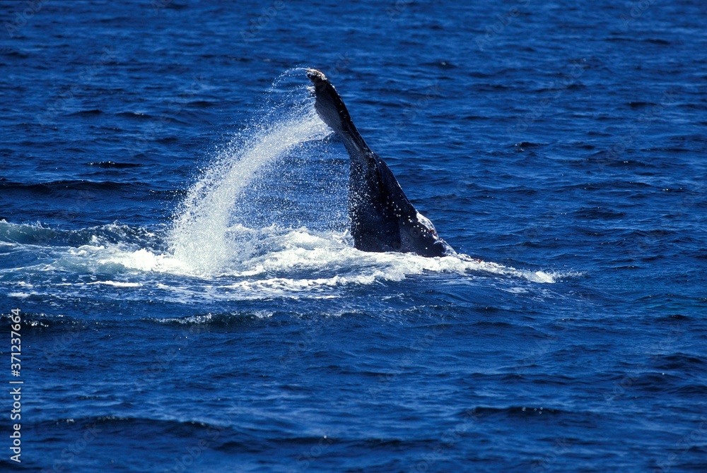 Fototapeta premium Humpack Whale, megaptera novaeangliae, Adult Beating Tail against Water Surface, Alaska
