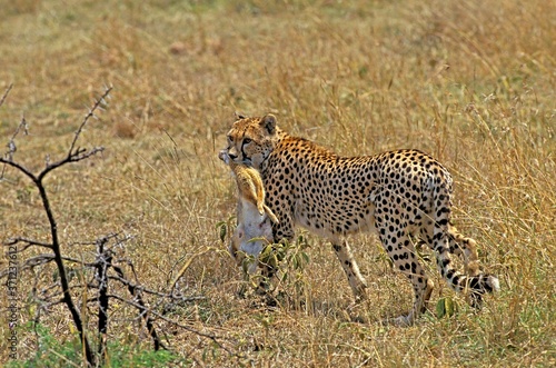 Cheetah, acinonyx jubatus, Adult with a Kill, a Rabbit, Masai Mara Park in Kenya