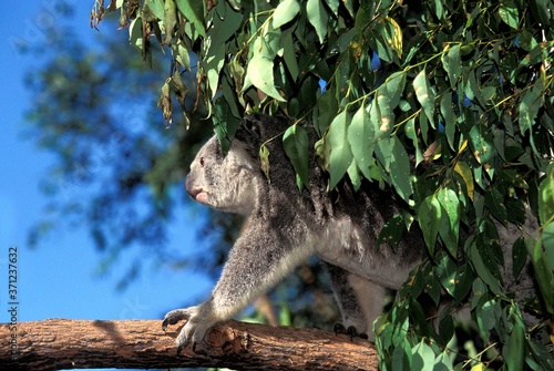 Koala, phascolarctos cinereus, Adult standing in Tree, Australia