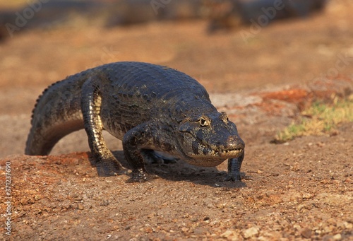 Broad Nosed Caiman, caiman latirostris, Adult walking, Pantanal in Brazil photo