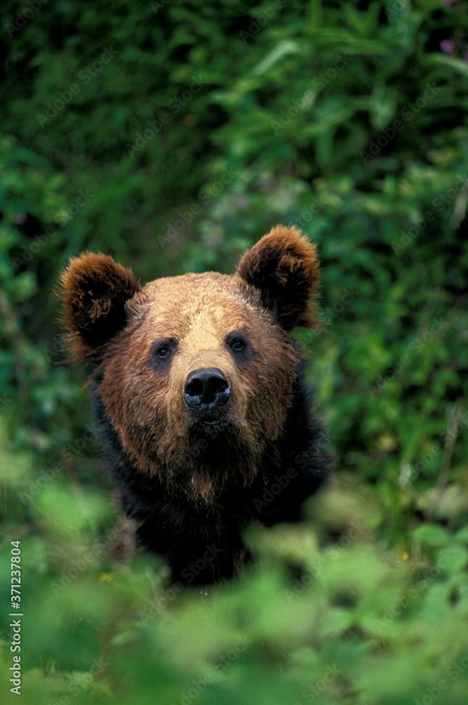 Brown Bear, ursus arctos, Head of Adult emerging from Leaves Brown Bear, ursus arctos, Head of Adult emerging from Leaves
