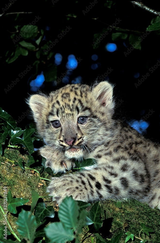 Fototapeta premium Snow Leopard or Ounce, uncia uncia, Cub laying