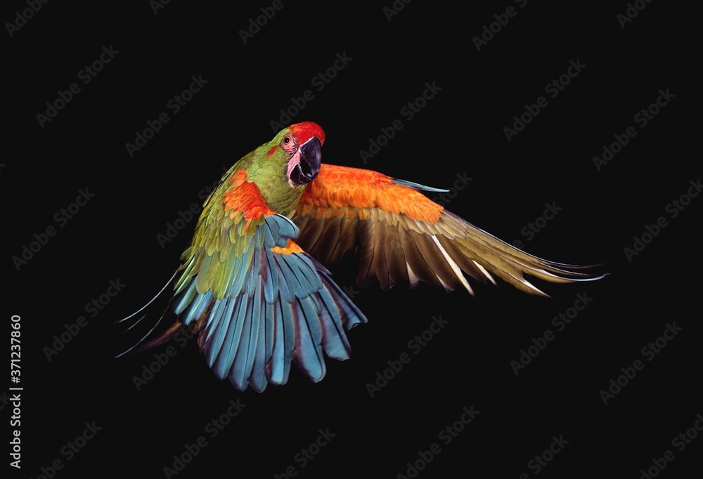 Fototapeta premium Military Macaw, ara militaris, Adult in Flight against Black Background