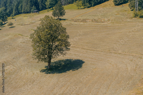 Alleinstehender Baum