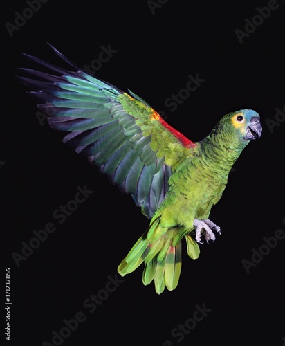 Blue-Fronted Amazon Parrot or Turquoise-Fronted Amazon, amazona aestiva, Adult in Flight against Black Background
