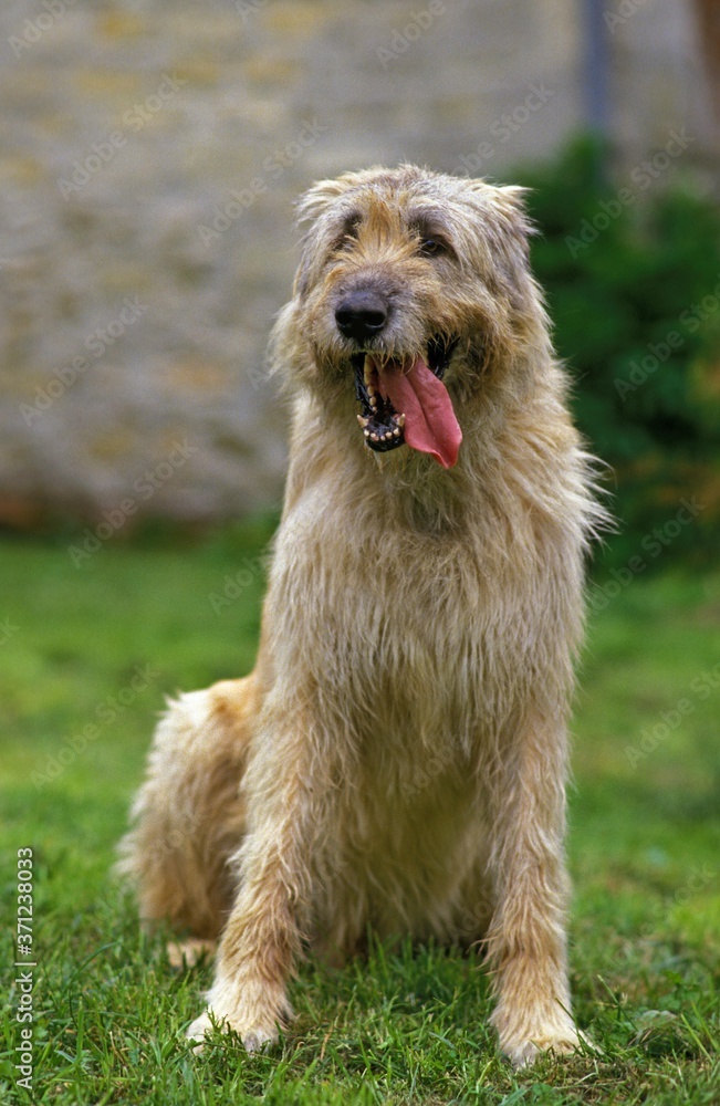 Irish Wolfhound, Dog sitting on Grass with Tongue out Irish Wolfhound, Dog sitting on Grass with Tongue out
