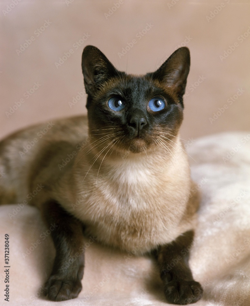 Seal Point Siamese Domestic Cat Seal Point Siamese Domestic Cat