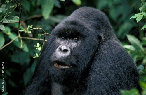Mountain Gorilla, gorilla gorilla beringei, Portrait of Male, Virunga Park in Rwanda © slowmotiongli