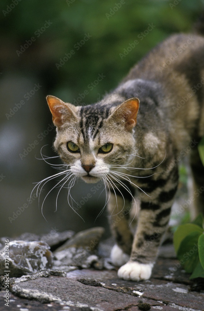 American Wirehair Domestic Cat walking on Wall American Wirehair Domestic Cat walking on Wall