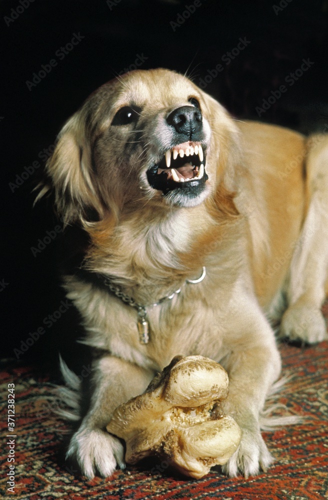 Dog with Bone in Defensive Posture Dog with Bone in Defensive Posture