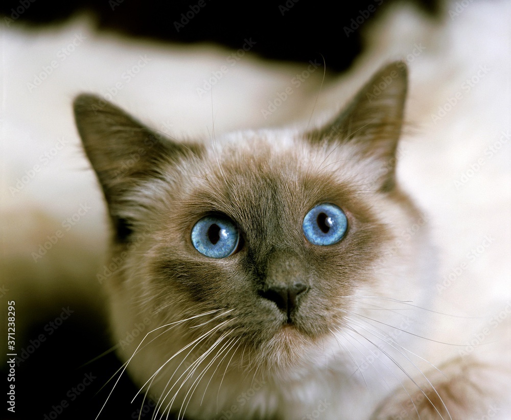 Birmanese Domestic Cat, Portrait of Adult with Blue Eyes Birmanese Domestic Cat, Portrait of Adult with Blue Eyes
