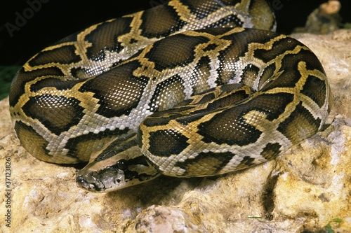 Indian Python, python molurus, Adult standing on Rock