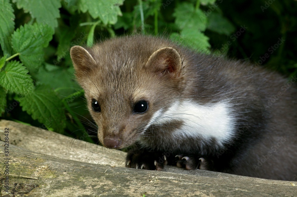 Stone Marten or Beech Marten, martes foina, Young standing on Stump Stone Marten or Beech Marten, martes foina, Young standing on Stump