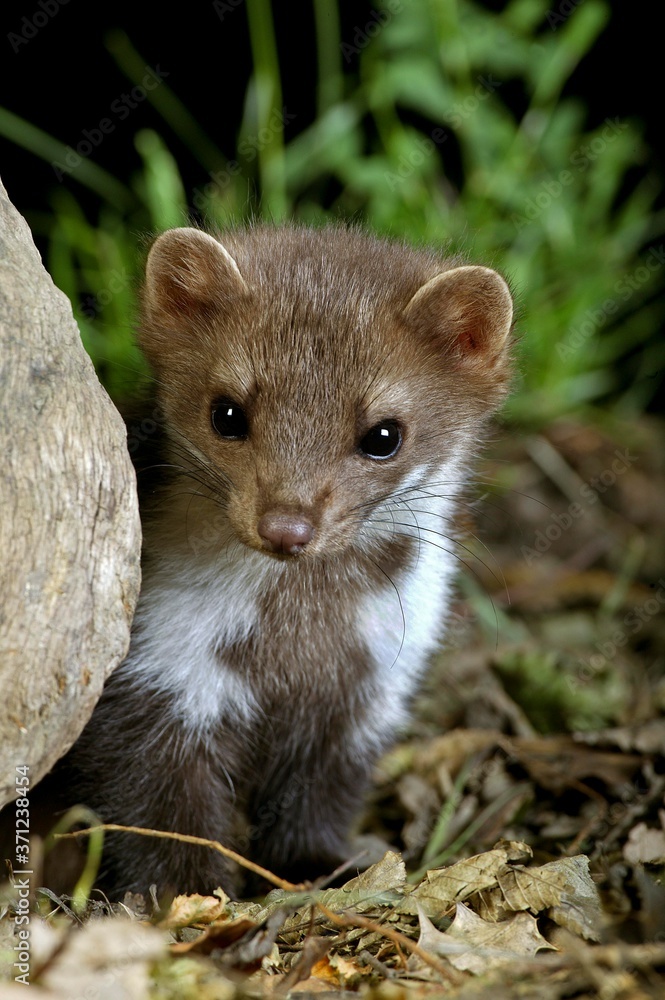 Stone Marten or Beech Marten, martes foina, Young Stone Marten or Beech Marten, martes foina, Young