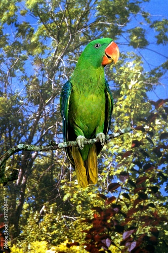 Great Billed Parrot, tanygnathus megalorhynchos, Adult standing on Branch photo