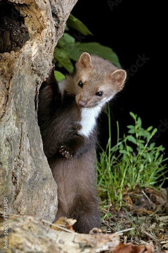 Stone Marten or Beech Marten, martes foina, Young playing on Stump