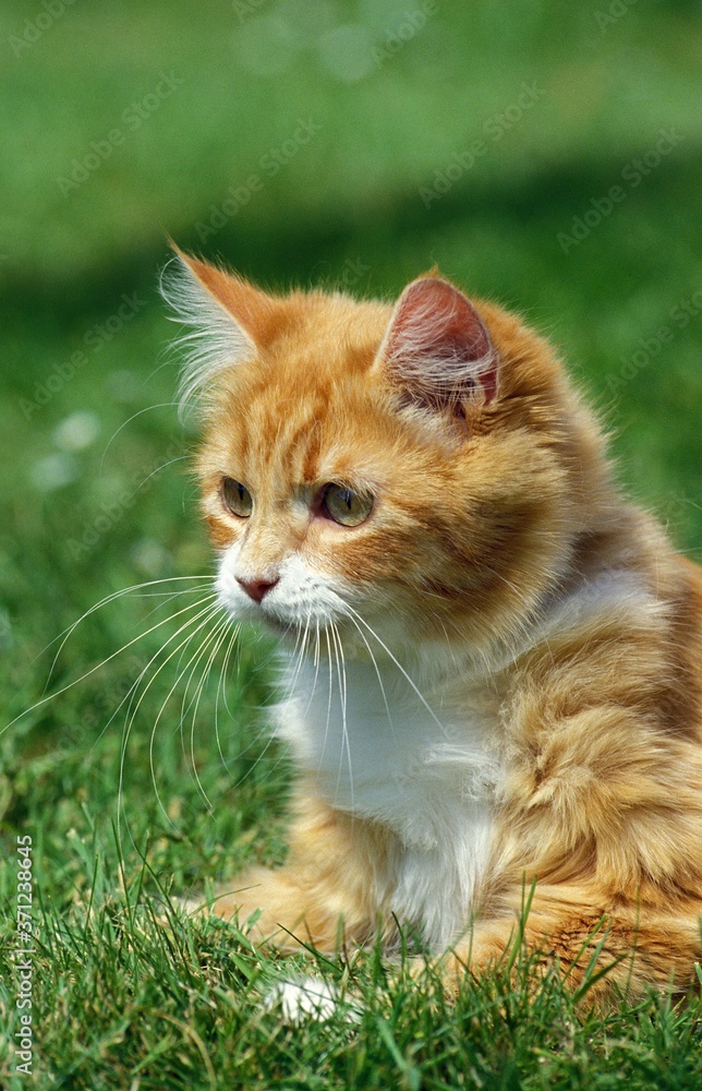 Red and White Domestic Cat, Kitten laying on Grass Red and White Domestic Cat, Kitten laying on Grass