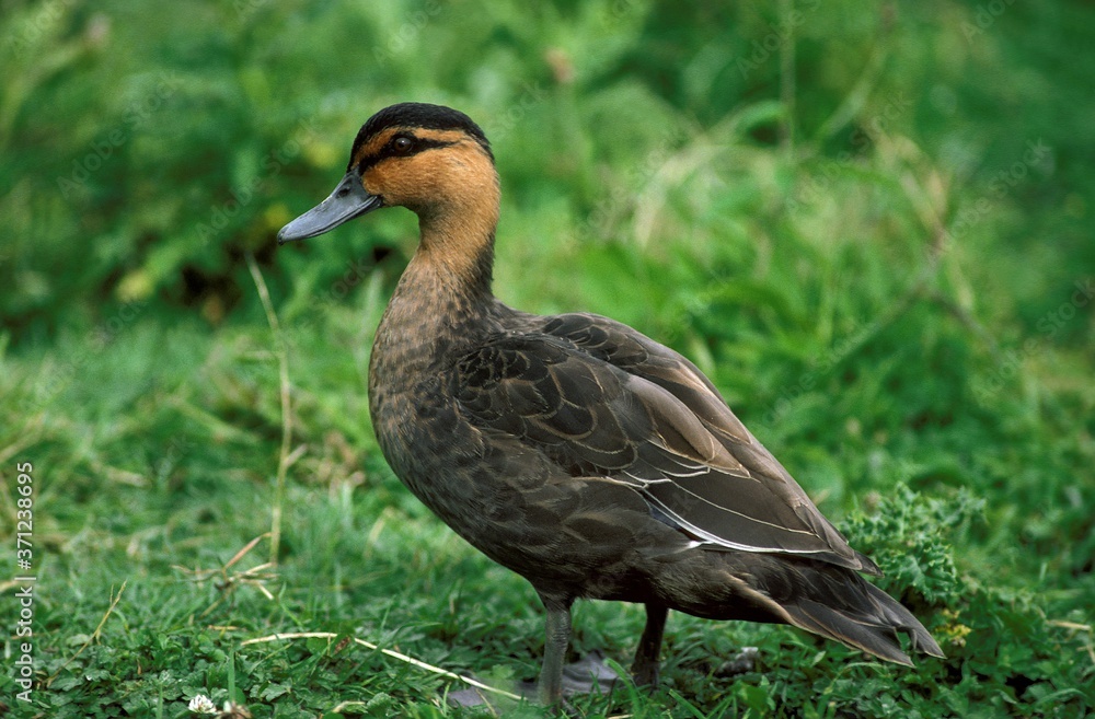 Pacific Black Duck, anas superciliosa, Immature standing on Grass