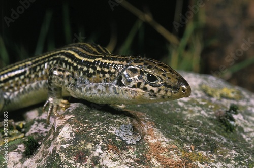 Ornate Girdled Lizard  zonosaurus ornatus  Adult standing on Stone