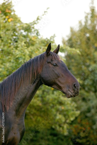 English Thoroughbred Horse, Portrait of Male © slowmotiongli