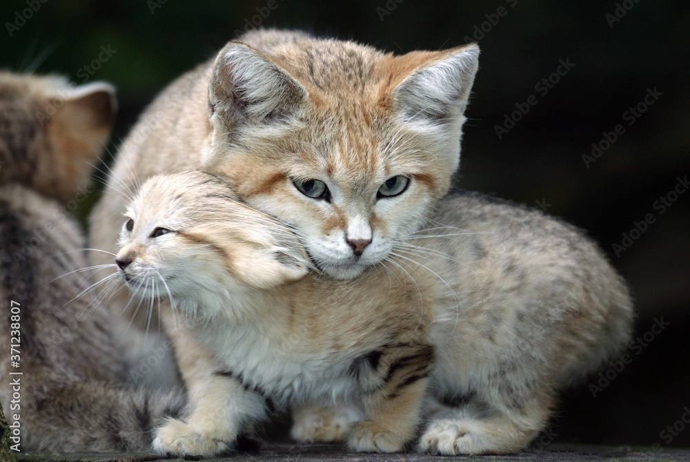 Sand Cat, felis margarita, Mother with Cub standing on Branch Sand Cat, felis margarita, Mother with Cub standing on Branch