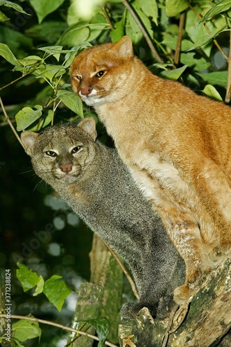 Jaguarundi, herpailurus yaguarondi, Adults standing on Branch photo