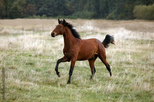 Lusitano Horse, Stallion