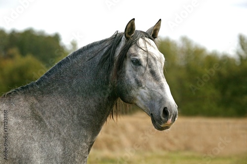 Lusitano Horse, Portrait of Stallion © slowmotiongli