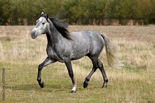 Lusitano Horse, Stallion © slowmotiongli