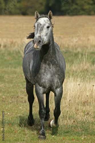 Lusitano Horse, Stallion © slowmotiongli
