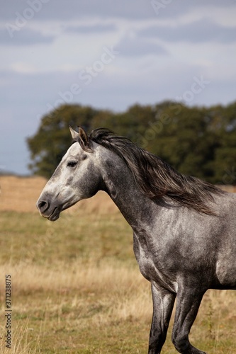 Lusitano Horse, Stallion