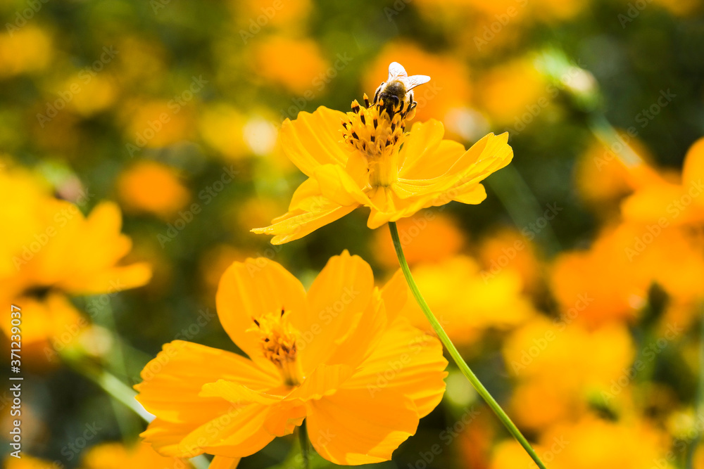 Close-up cosmos flowers with the bee, in the outdoor garden. Close-up cosmos flowers with the bee, in the outdoor garden.