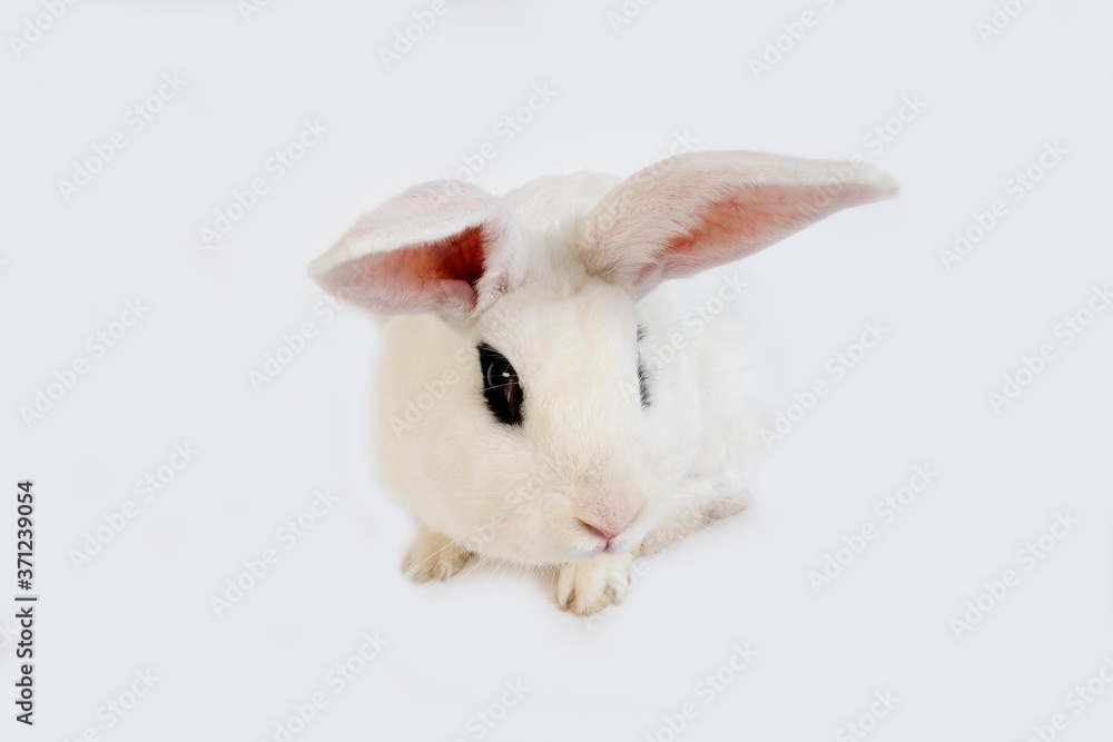 Hotot Rabbit against White Background, Breed from Normandy Hotot Rabbit against White Background, Breed from Normandy