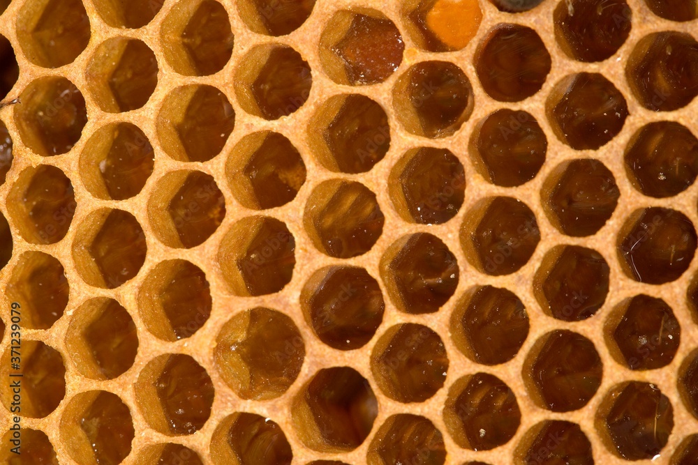Honey Bee, apis mellifera, Comb with Honey inside, Bee Hive in Normandy Honey Bee, apis mellifera, Comb with Honey inside, Bee Hive in Normandy